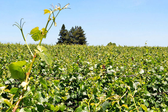 Petersen Dairy Sonoma County vineyard potential Century 21 Bundesen
